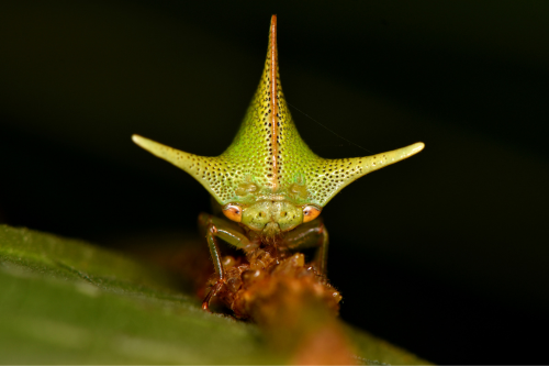 Treehopper on a leaf with a dark background